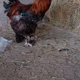 brama  horaz towuk