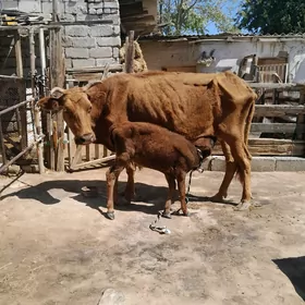 Sygyr