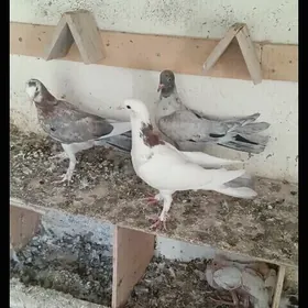 Kepderi