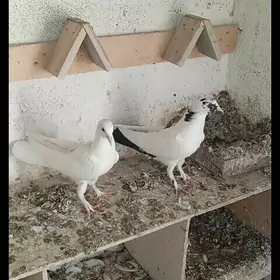 Kepderi