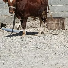öküzce.