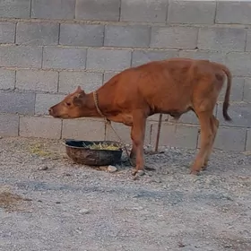 okuzce