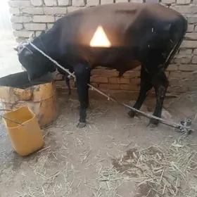 Öküz