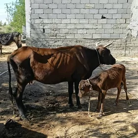 golelisygyr