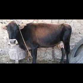 Sygyr
