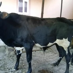 inak ve öküz
