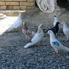 Kepderi. sagdin guşlar