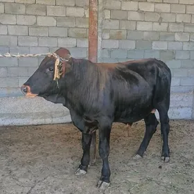 ÕKZ BAKYLAN