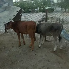 Òkùzçe