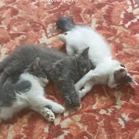 ищем котятам новых владельцев