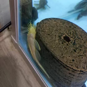 сомики