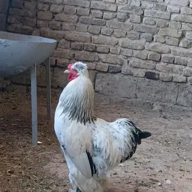 brama