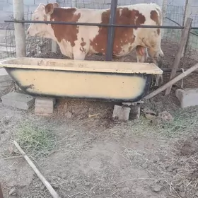 öküz