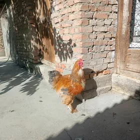 brama