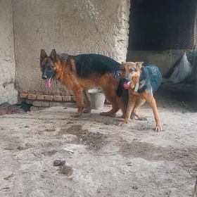 afcarka gujuk