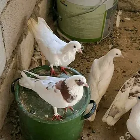 kepderi