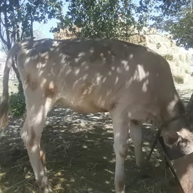 tüwe