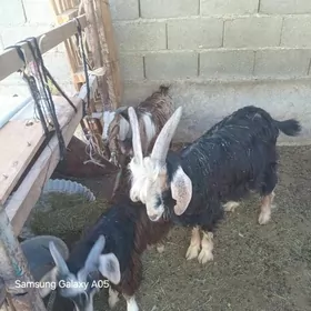 çewis