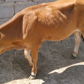 Gole okuzceler