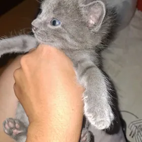 котята