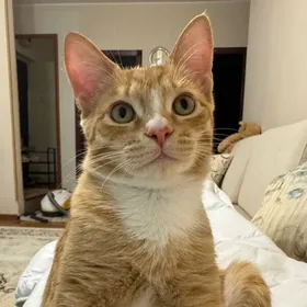 Рыжий котик