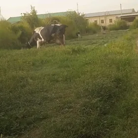 galyşteýin teze dogan