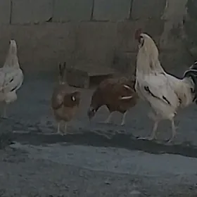 товик