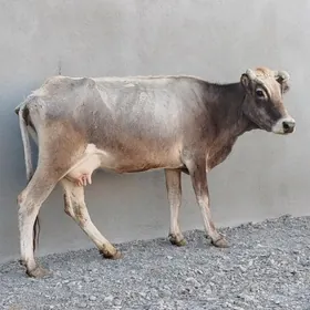 Göleli Sygyr