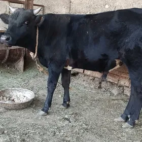 öküz