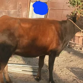 Gysyr Sygyr