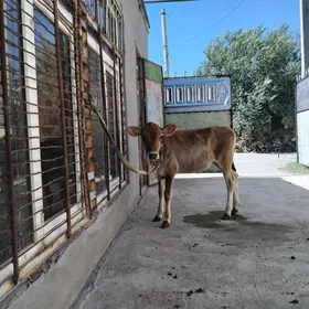 göleli sygyr