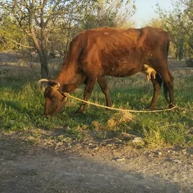 goleli sygyr