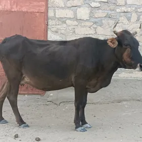 Sygyr
