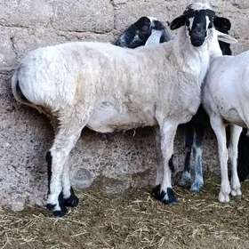 Goç