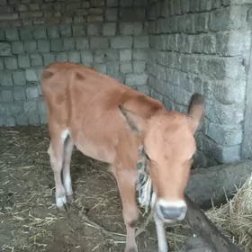 Göle