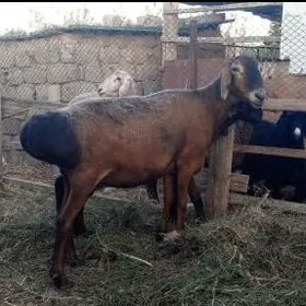 arasa gisar goýunlar