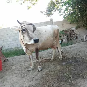 sygyr