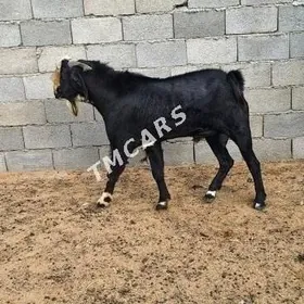 owgan teke