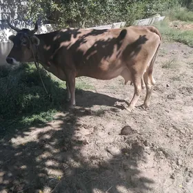 sygyr