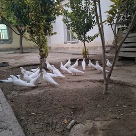 kepderi