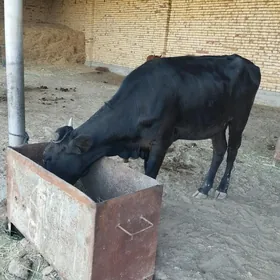 Gulajyn