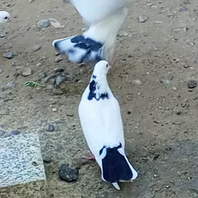 kepderi