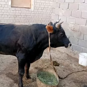 Ökuz