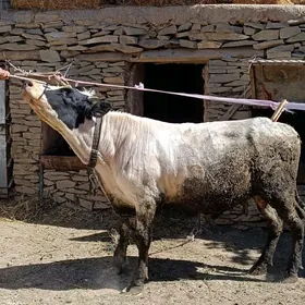 Gorisdeyin okuz