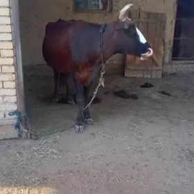 Bogaz sygyr