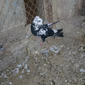 kepderi