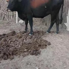 gysyr sygyr