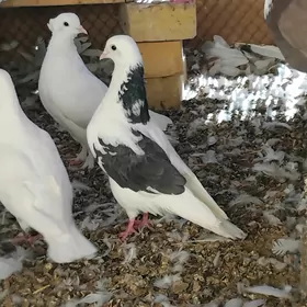 kepderi
