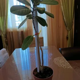 домашние цветы Ашхабад