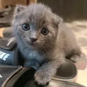 котята британцы